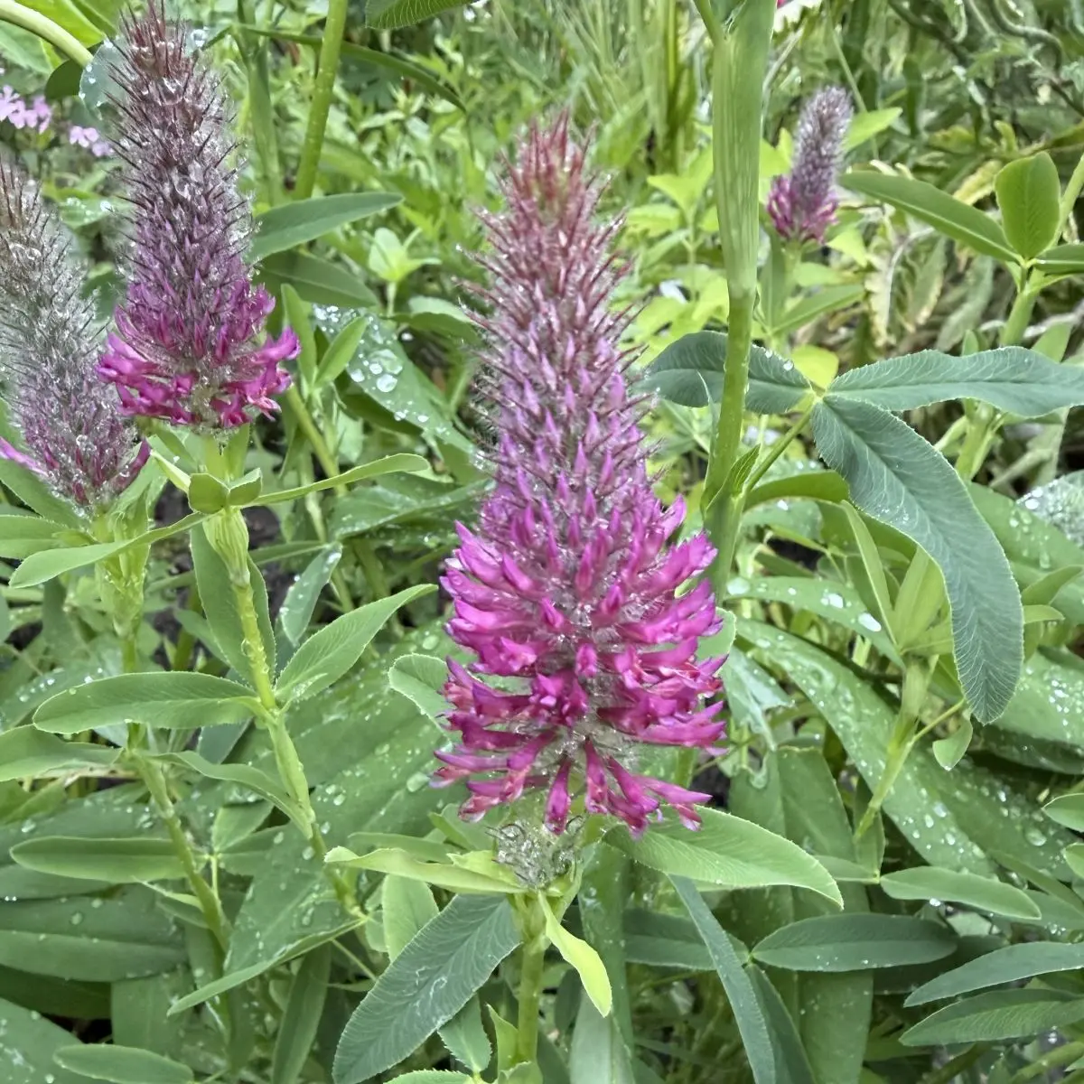 Trifolium rubens (Klaver), paarsrood bloeiend