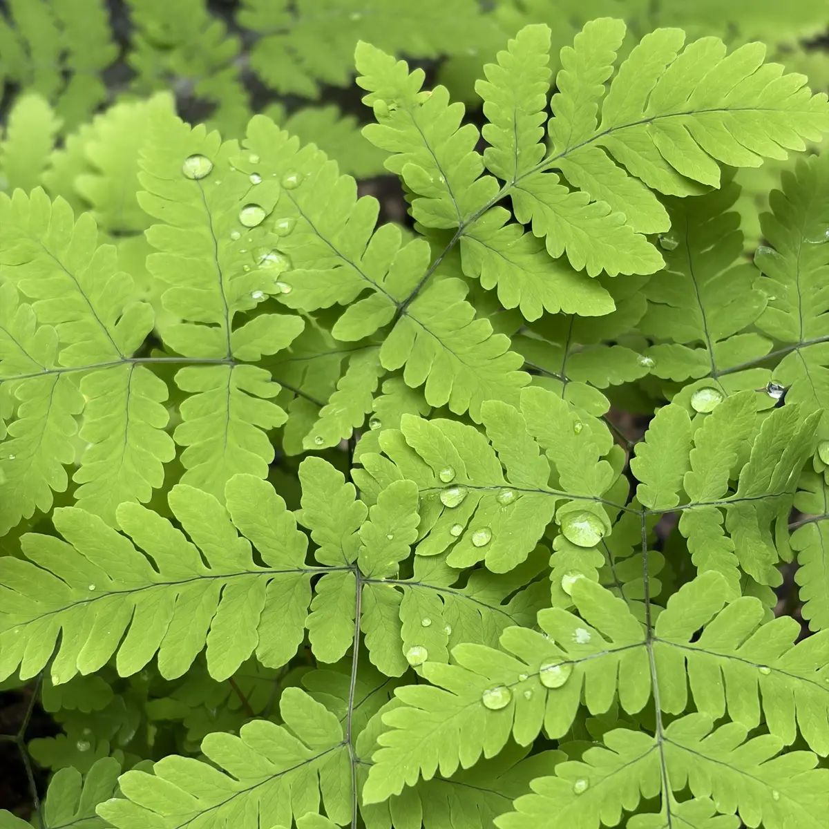 Gymnocarpium dryopteris ‘Plumosum’ (Beukvaren), geen bloeiend
