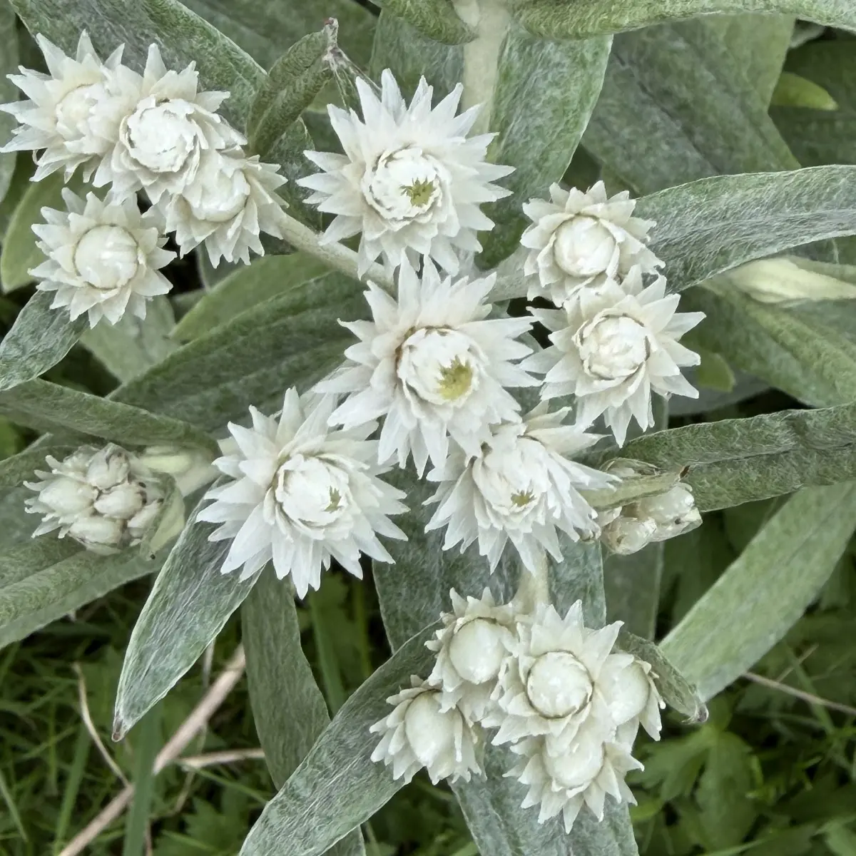 Anaphalis triplinervis ‘Sommerschnee’ (Siberische Edelweiss), wit bloeiend