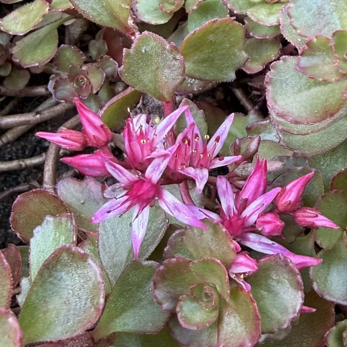 Sedum spurium ‘Spot On’ (Muurpeper, vetkruid), roze bloeiend