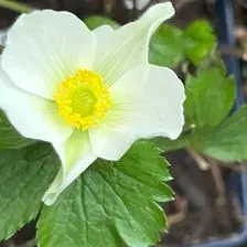 Anemone ‘Wild Swan’ (Anemoon), wit bloeiend