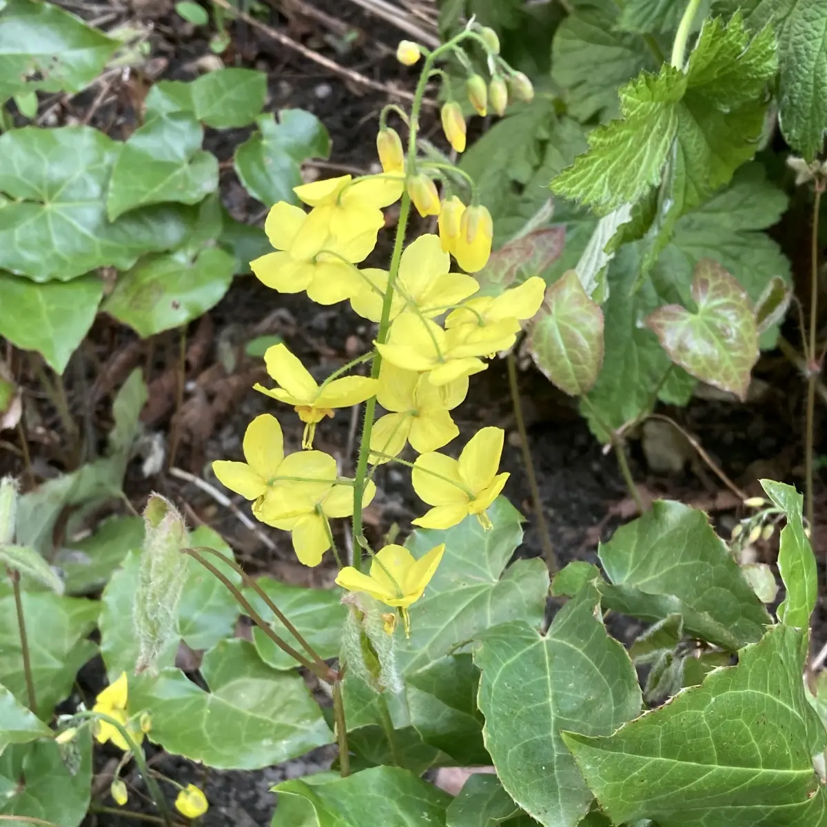 Epimedium perralchicum ‘Frohnleiten’ (Elfenbloem), geel bloeiend