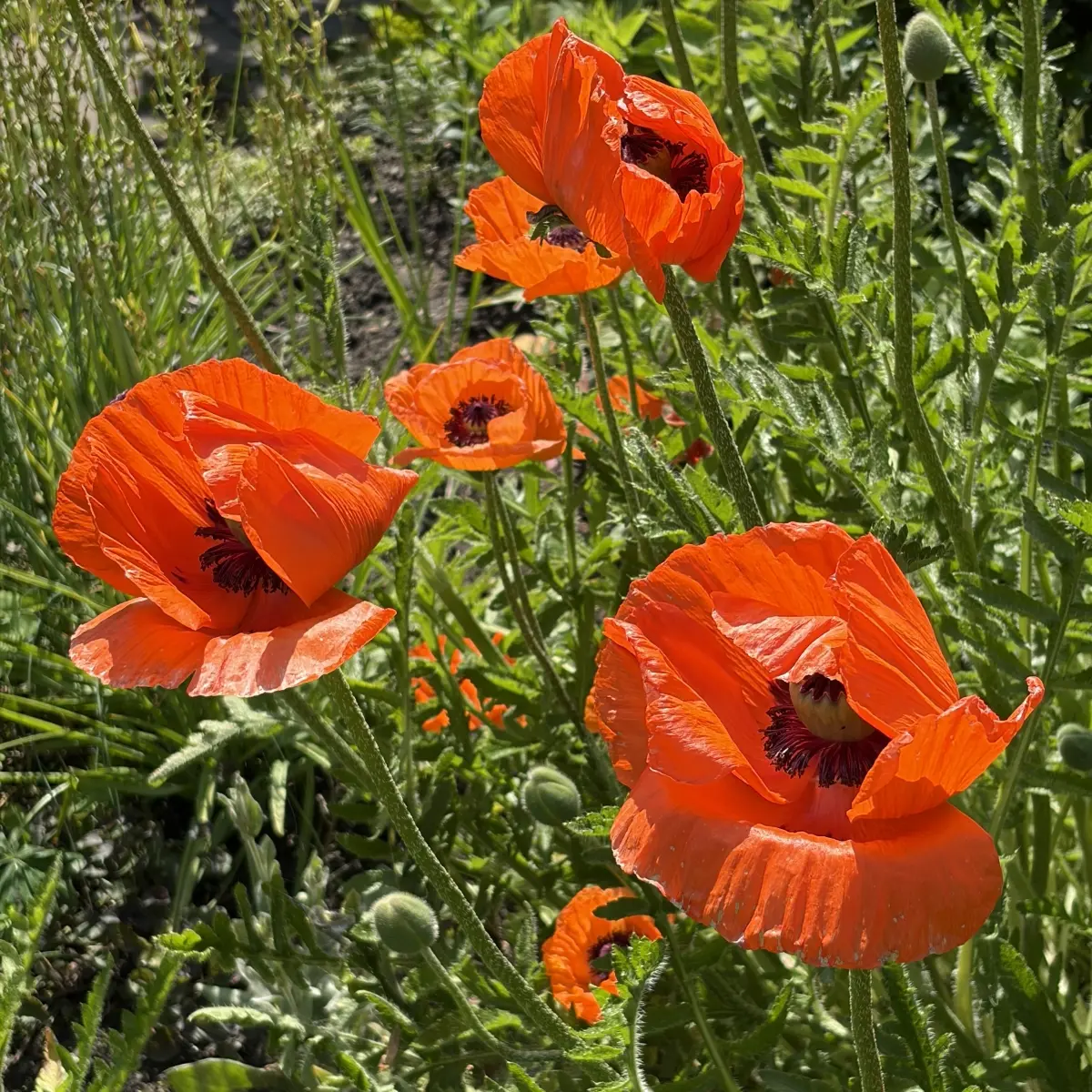 Papaver orientale (Oosterse papaver), rood bloeiend