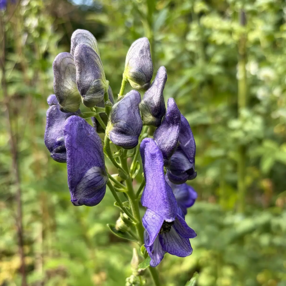Aconitum carmichaelii ‘River Teifi’ (Monnikskap), paarsblauw bloeiend