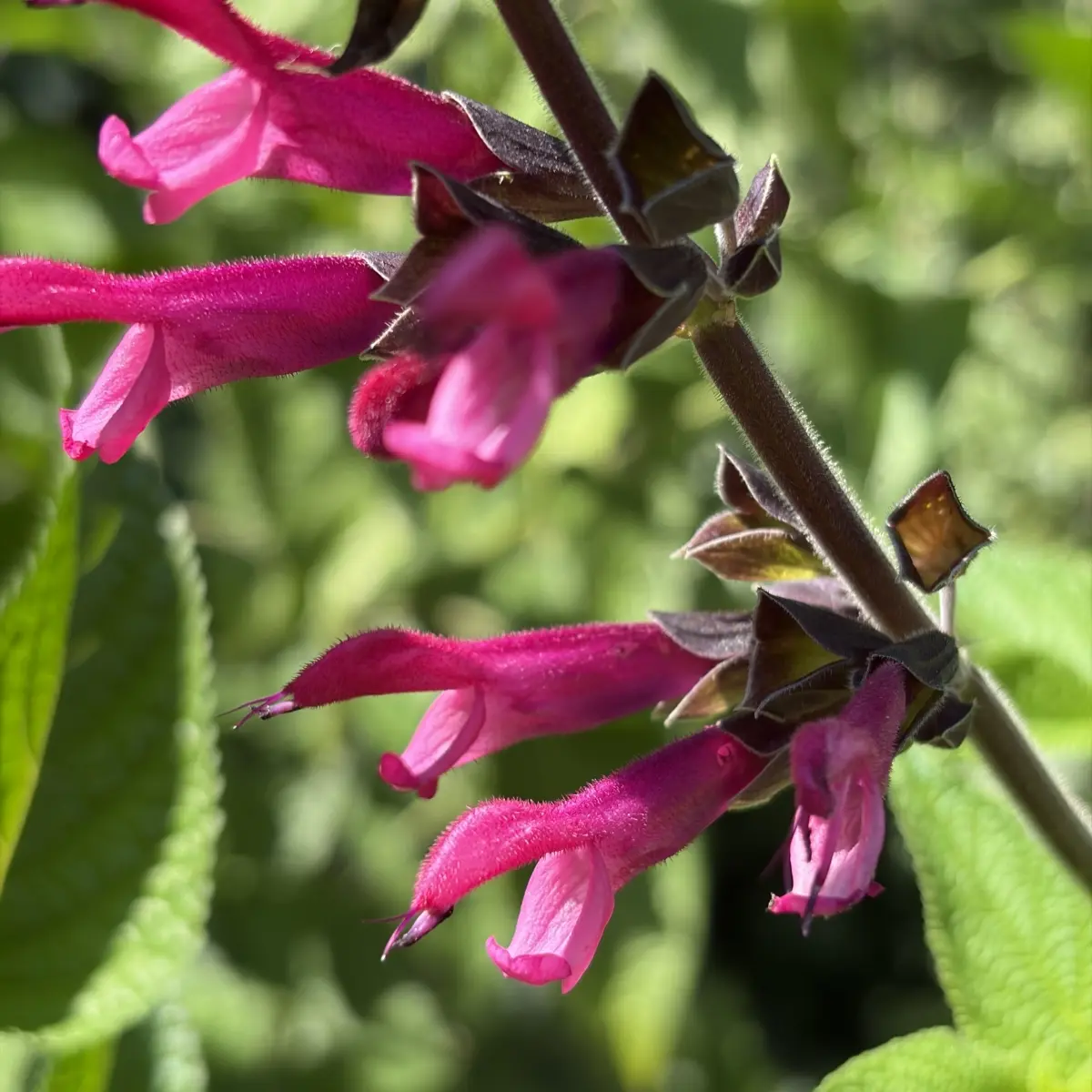 Salvia guaranitica 'Amante' (Salie S. guaranitica), donkerroze bloeiend
