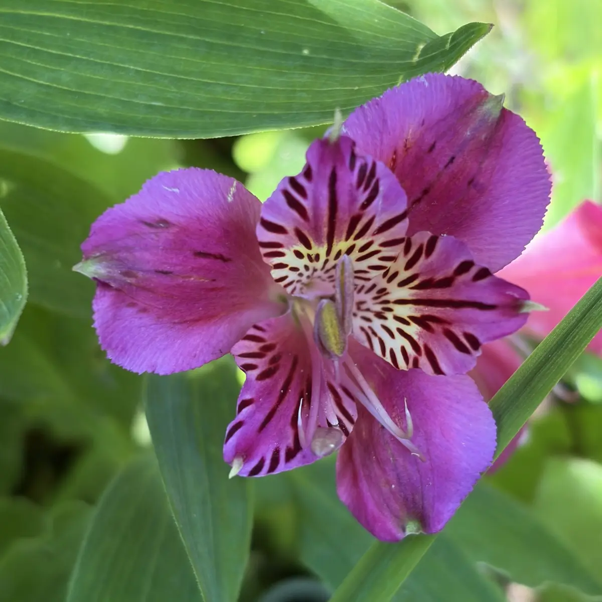 Alstroemeria inticancha ‘Dark Purple’ (Peruaanse Lelie), donkerpaars bloeiend