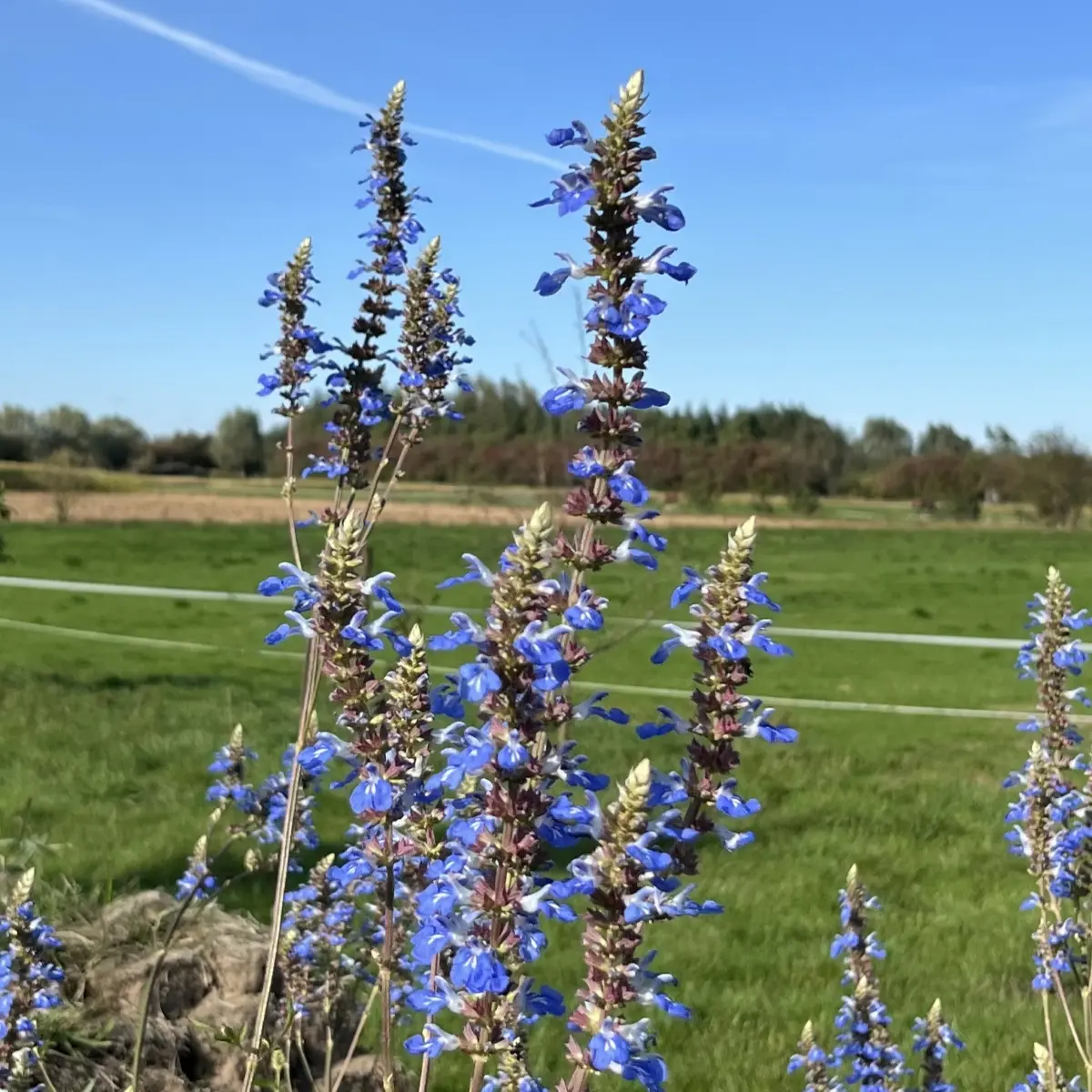 Salvia uliginosa (Salie), azuurblauw bloeiend