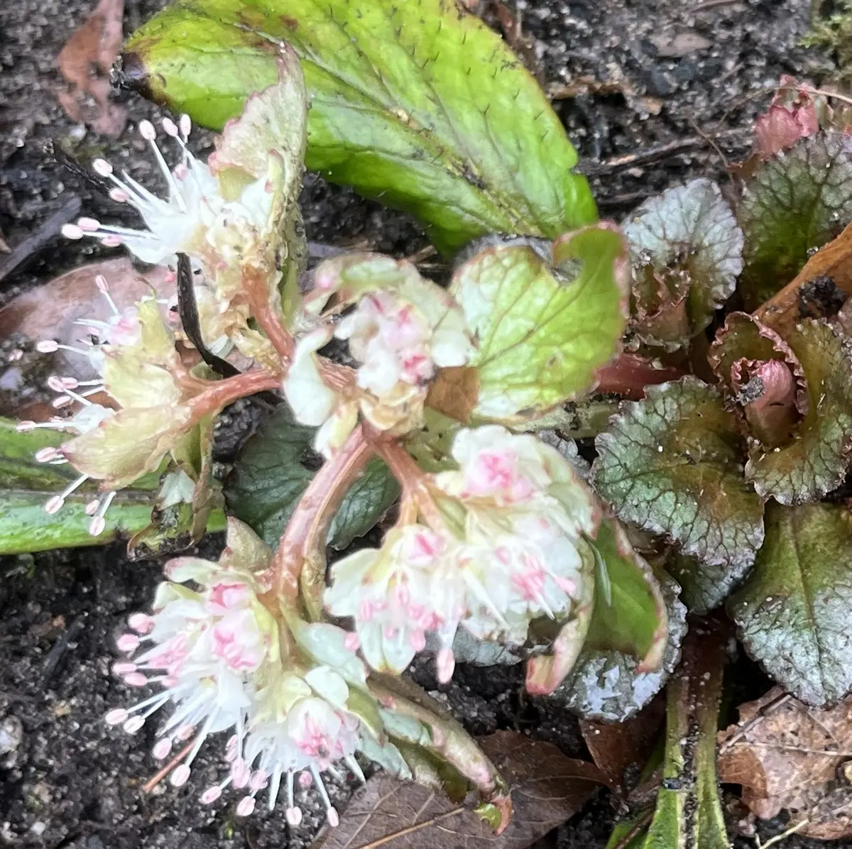 Chrysosplenium macrophyllum ‘Green Form’ (Goudveil), wit bloeiend