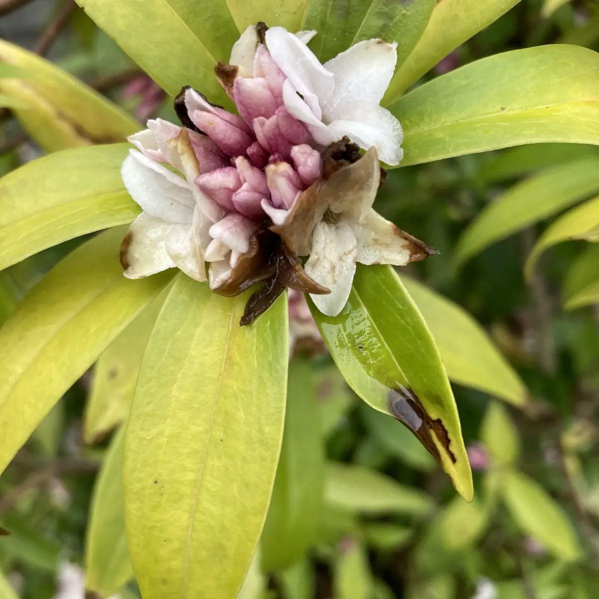 Daphne odora x bholua ‘Perfume Princess’ (Peperboompje), zacht roze bloeiend