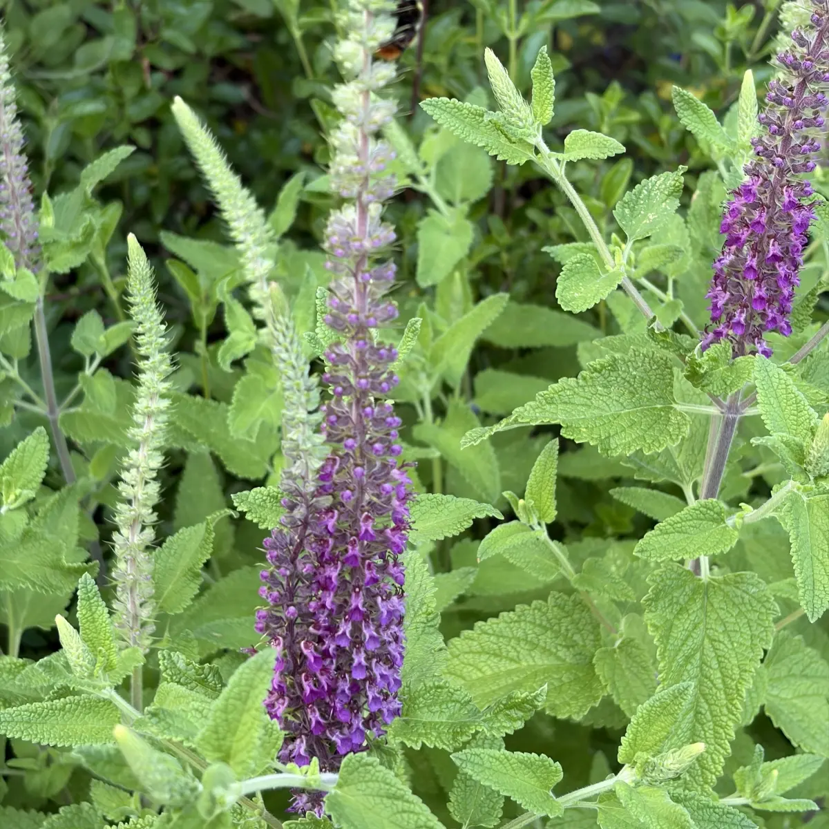 Teucrium hircanicum (Gamander), paars bloeiend