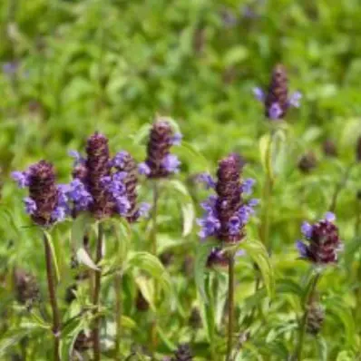 Prunella vulgaris (Gewone brunel), paars bloeiend