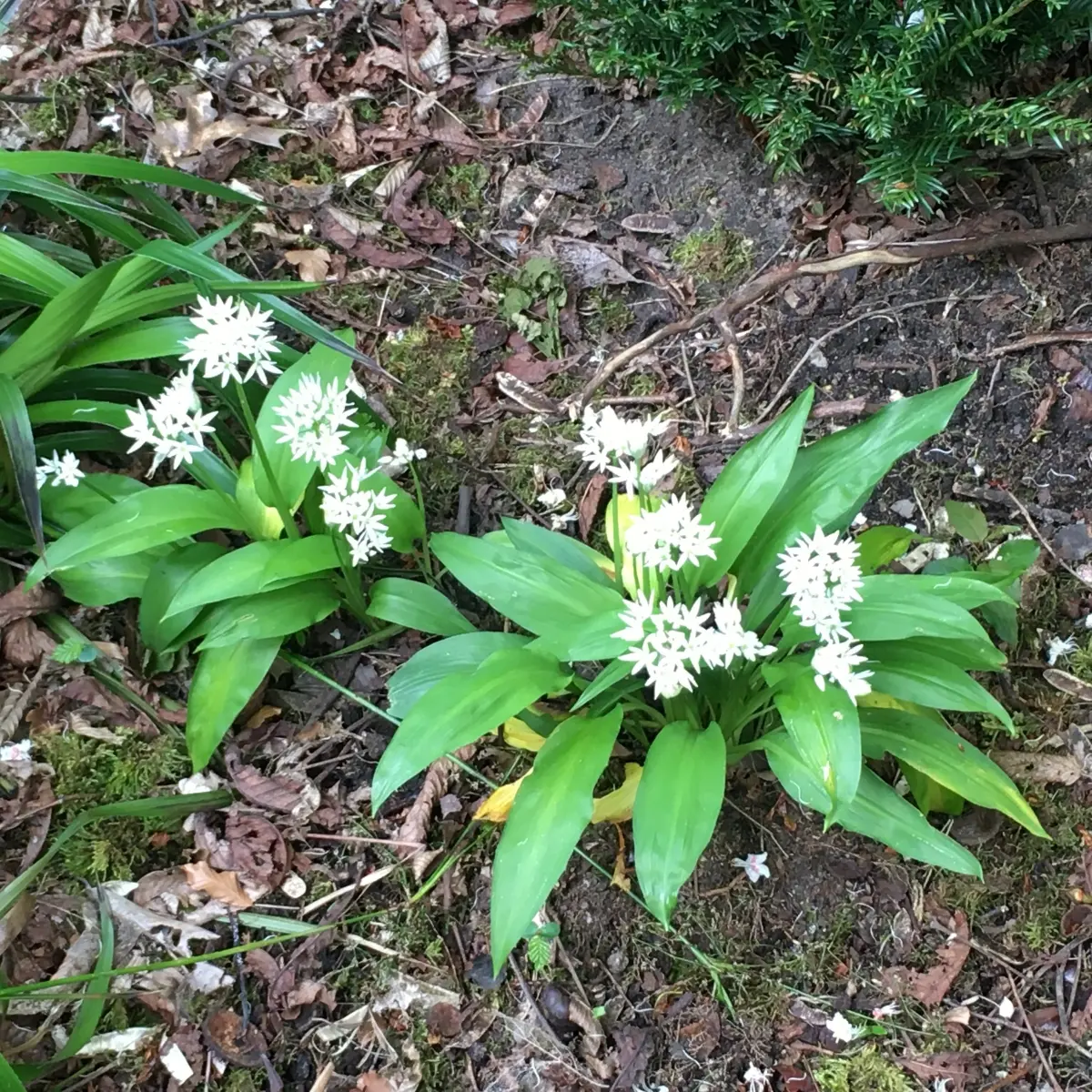 Allium ursinum (Daslook), wit bloeiend