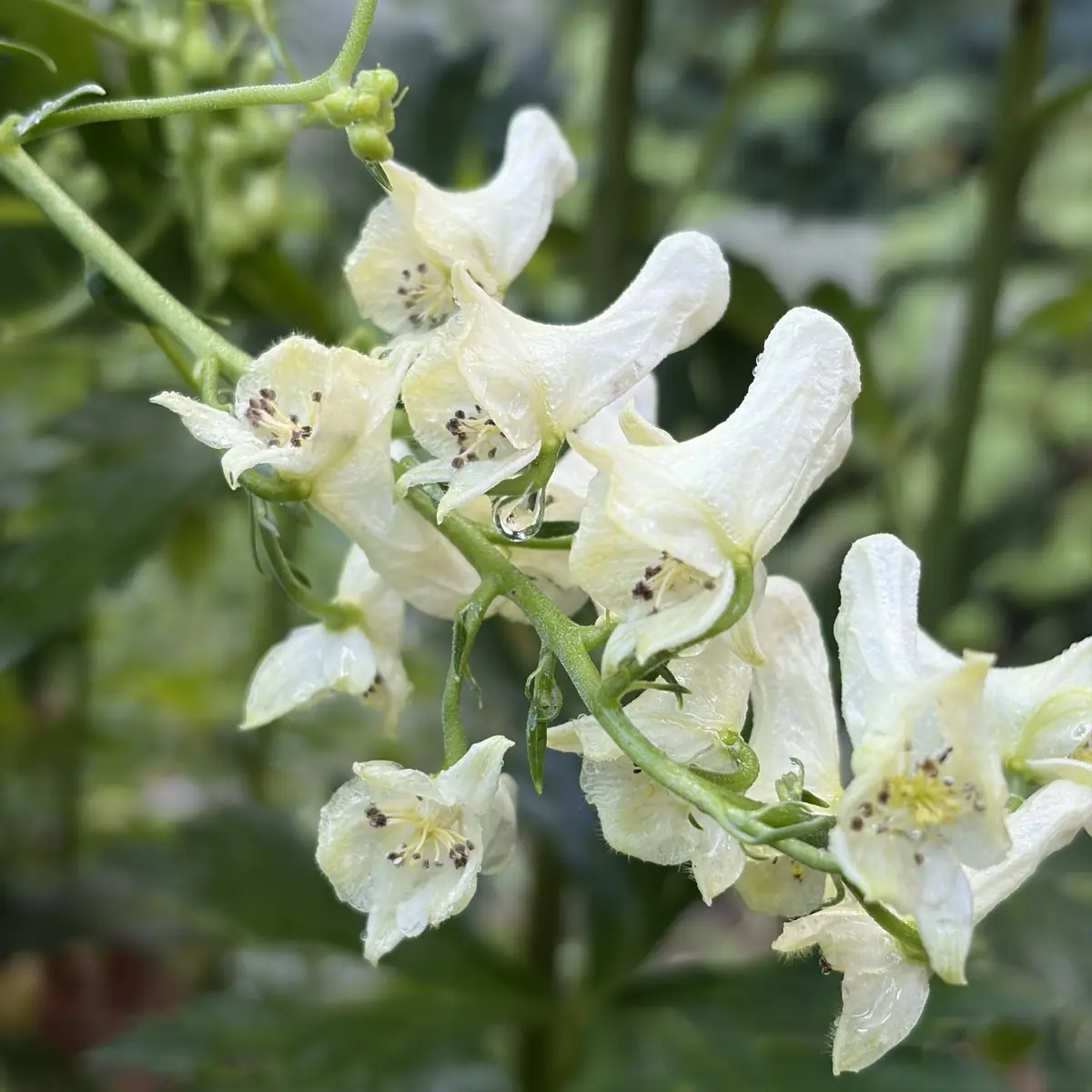Aconitum lamarckii (Monnikskap), geel bloeiend