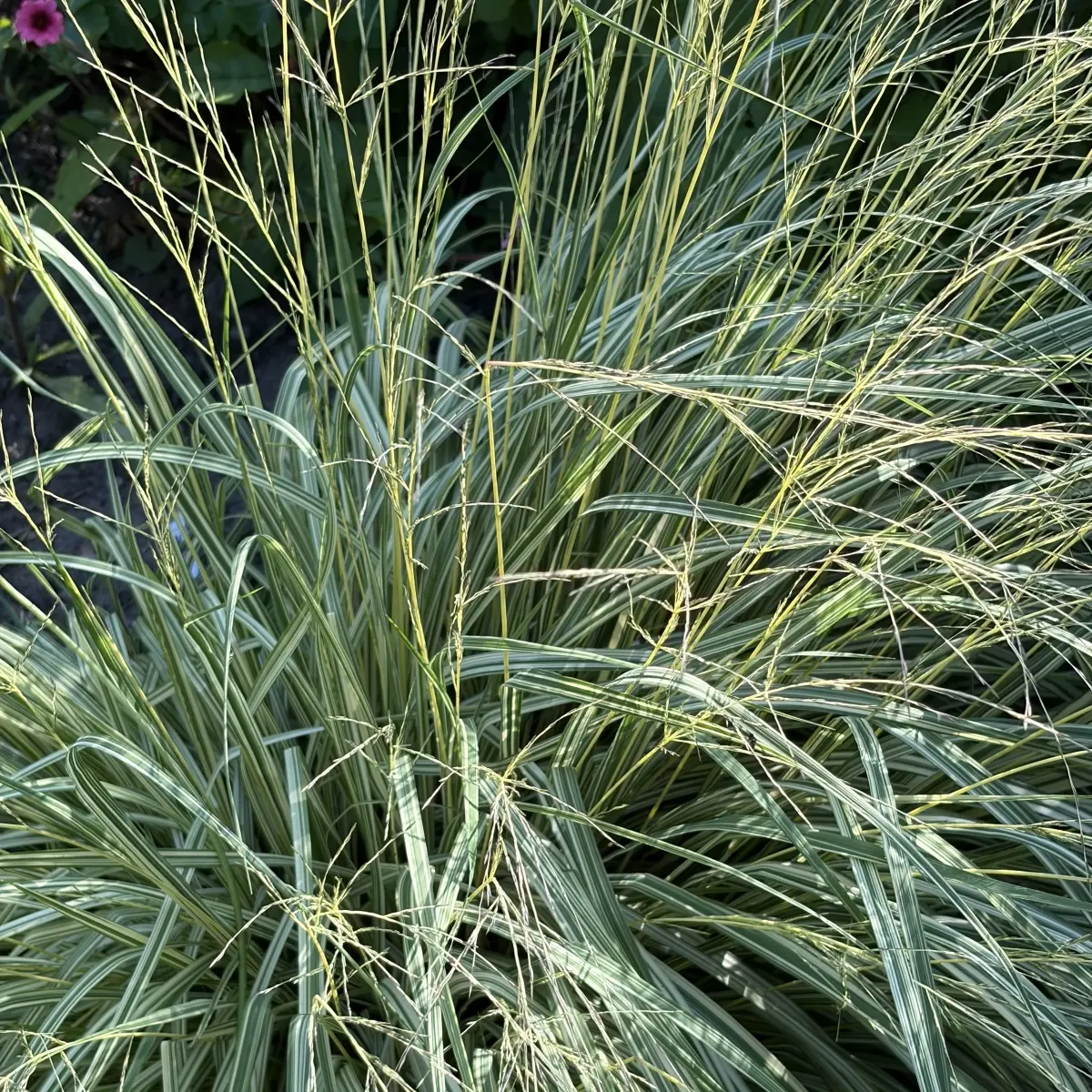 Carex morrowii ‘Variegata’ (Zegge), geen bloeiend