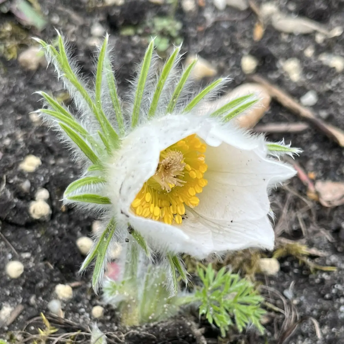 Pulsatilla vulgaris ‘Alba’ (Wildemanskruid), wit bloeiend