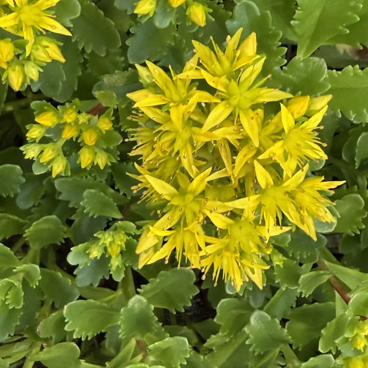 Sedum acre (Muurpeper), geel bloeiend
