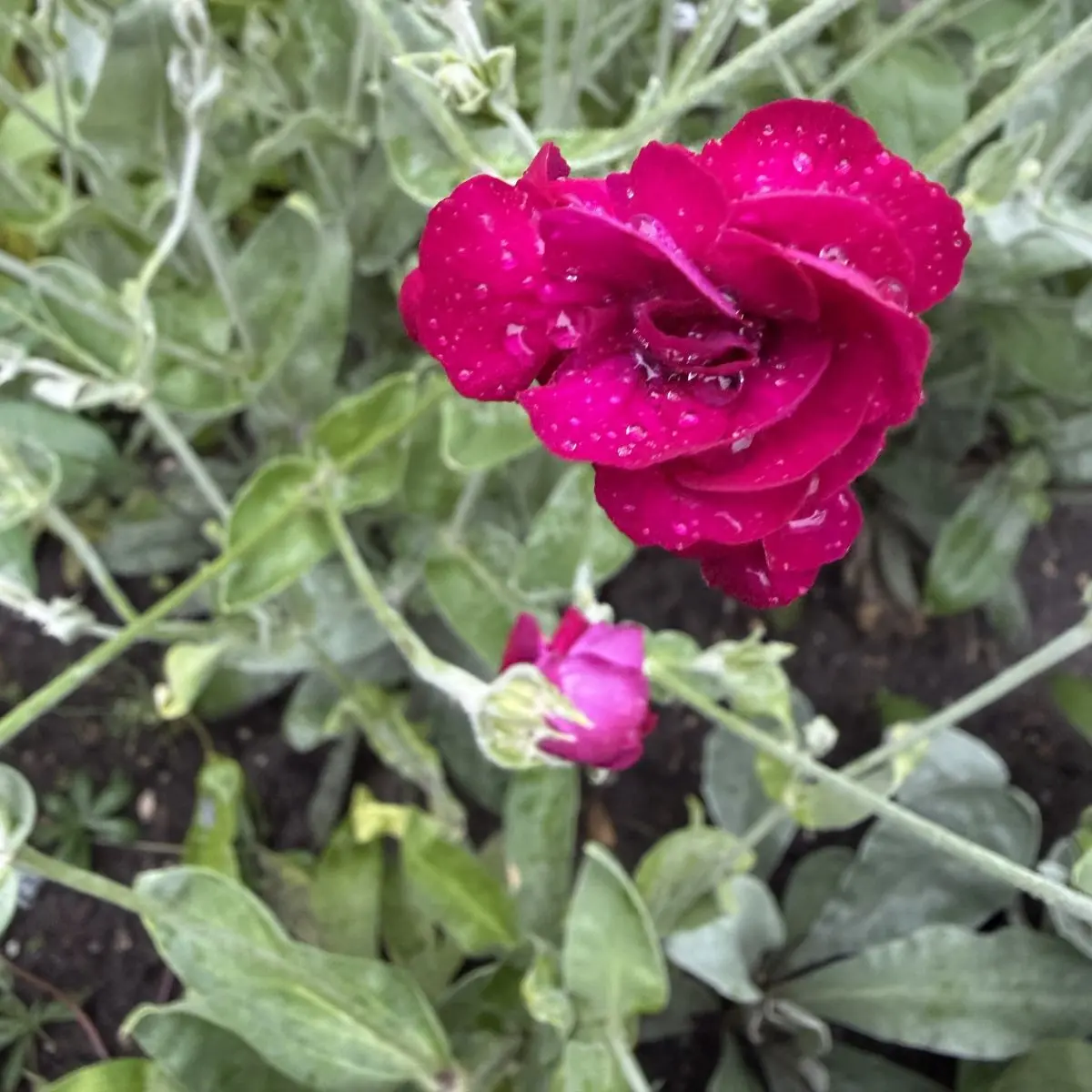 Lychnis coronaria ‘Atrosanguinea’ (Prikneus), karmijnrood bloeiend