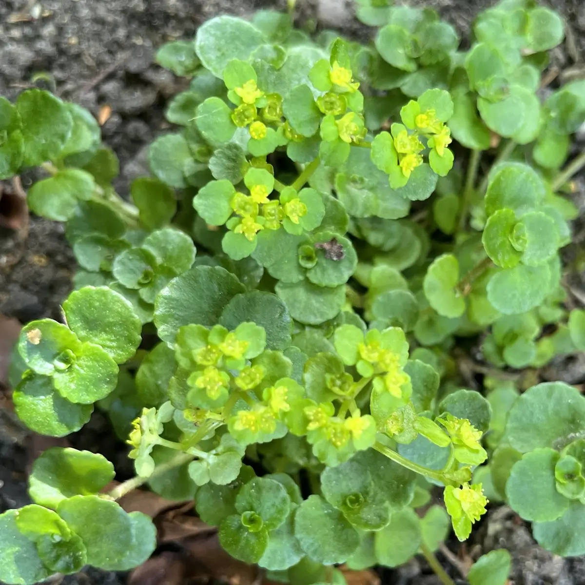 Chrysosplenium alternifolium (Goudveil), groengeel bloeiend