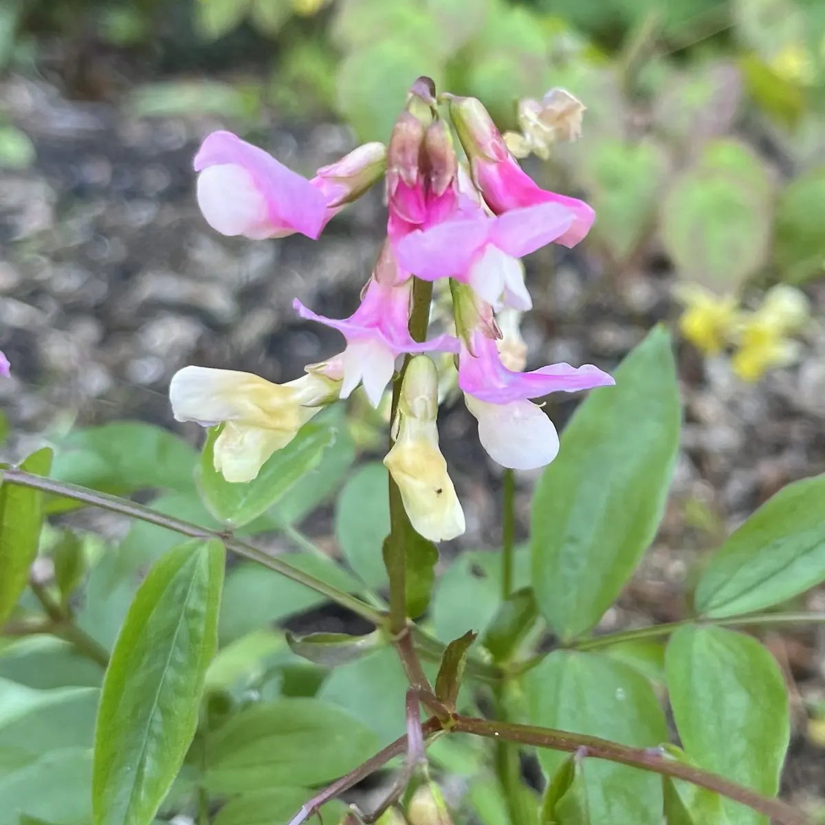 Lathyrus vernus Roze paars (Pronkerwt), rozepaars bloeiend