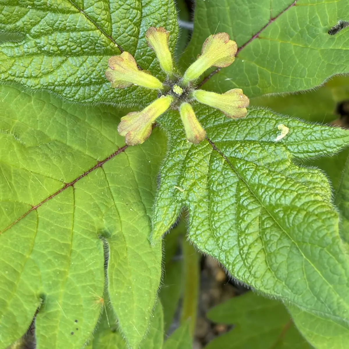 Triosteum pinnatifidum (Vaste plant kamperfoelie), groen bloeiend