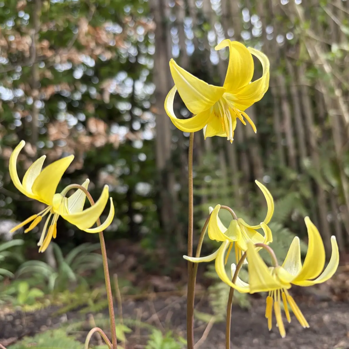 Erythronium ‘Pagoda’ (Gele Hondstand), geel bloeiend