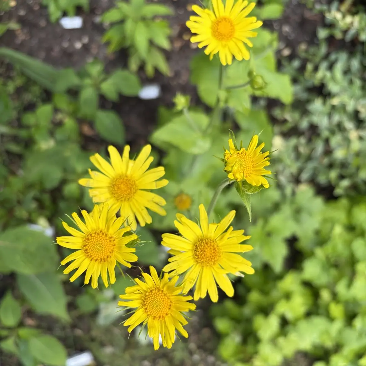 Doronicum pardalianches (Hartbladzonnebloem), geel bloeiend