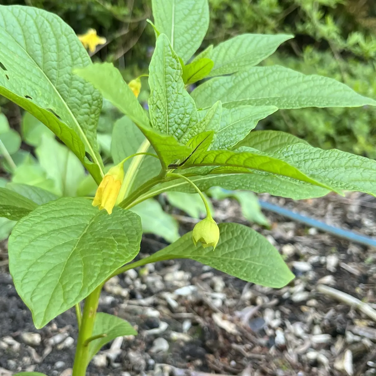 Scopolia carniolica var. brevifolia (Klokbilzenkruid), lichtgeel bloeiend
