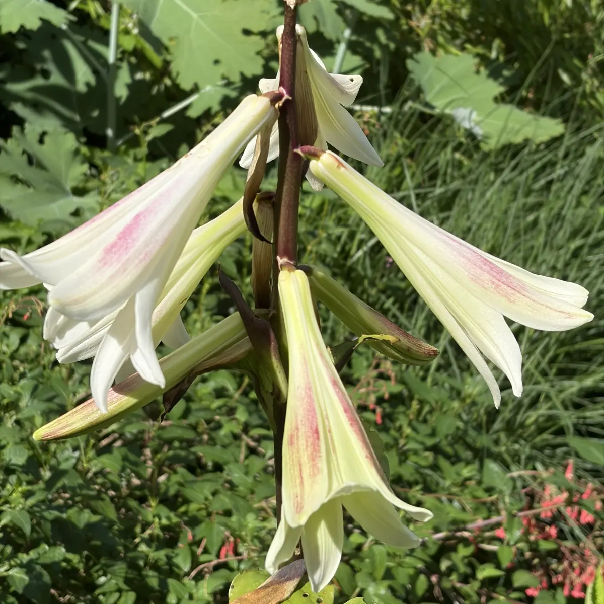 Cardiocrinum giganteum (Himalaya-Reuzenlelie), wit bloeiend