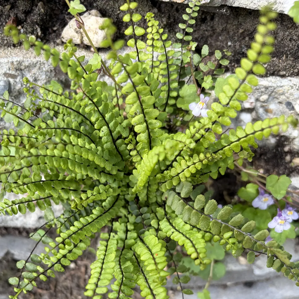 Asplenium trichomanes (Asplenium), geen bloeiend