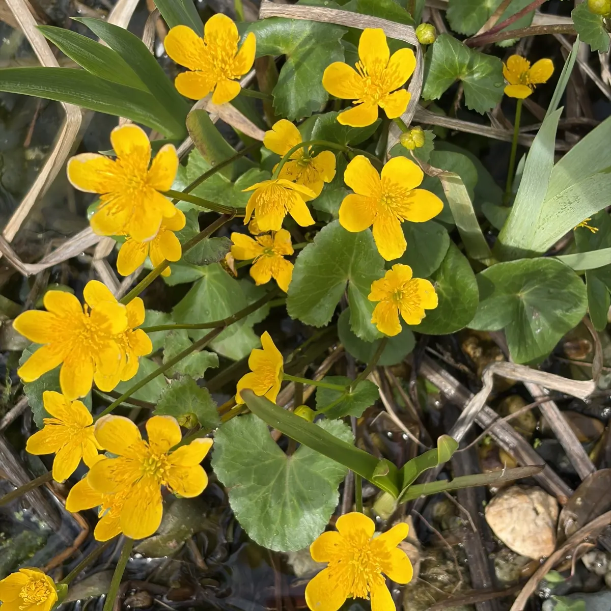 Caltha palustris (Dotterbloem), geel bloeiend