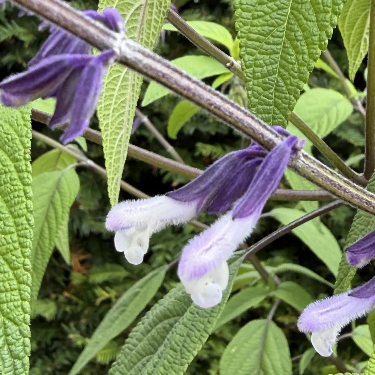 Salvia ‘Waverley’, wit licht lila bloeiend