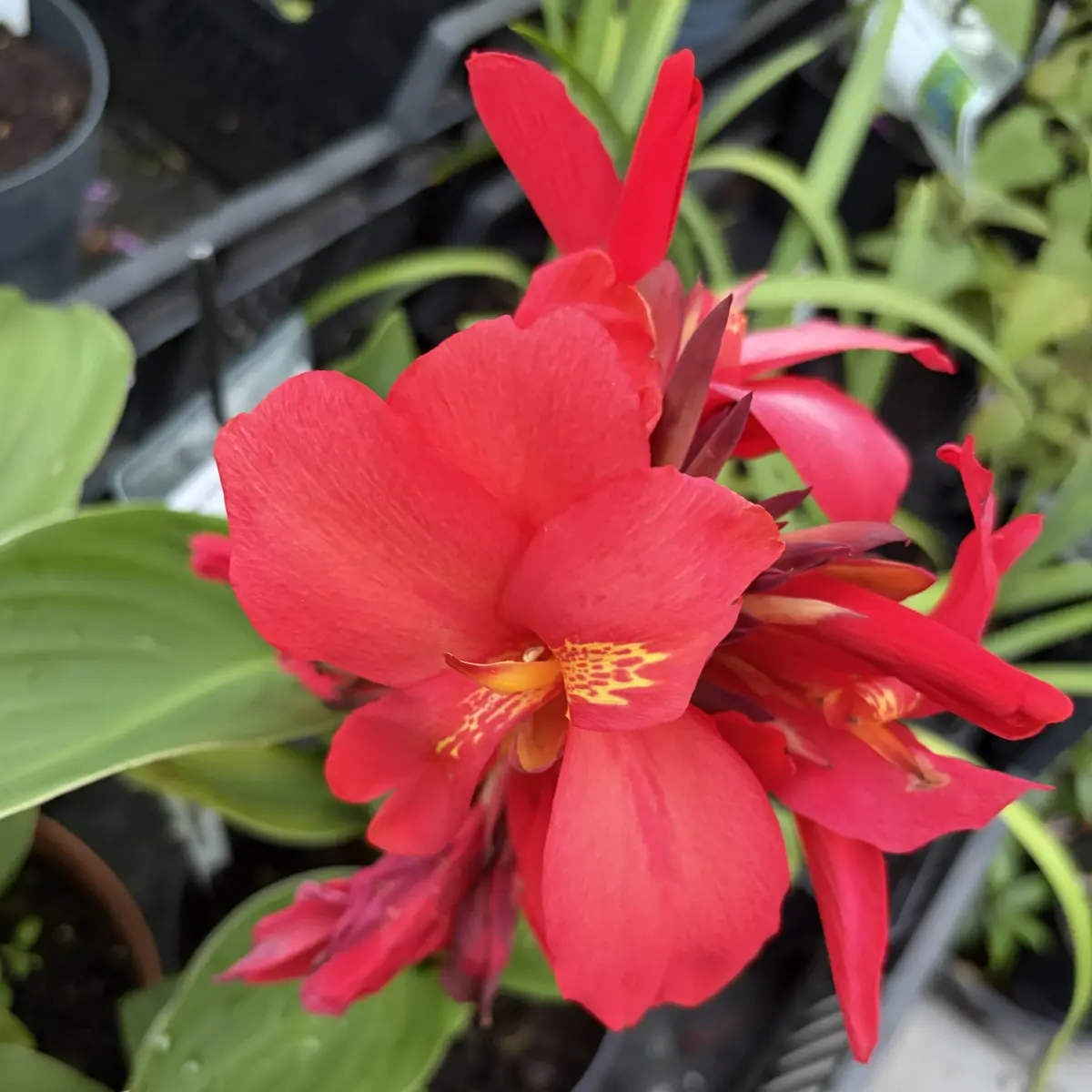 Canna indica (Bloemriet), rood bloeiend