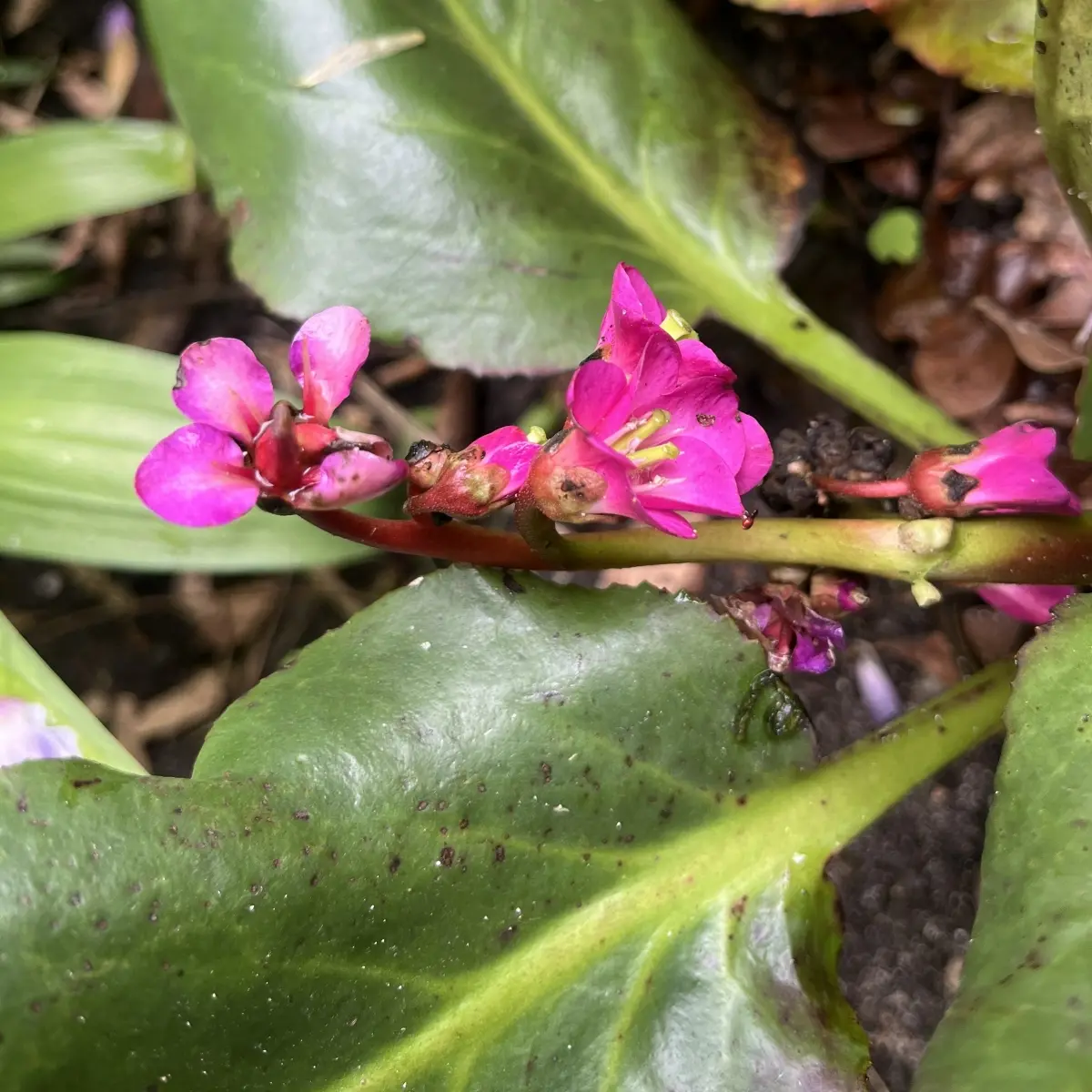 Bergenia cordifolia 'Purpurea' (Schoenlappersplant), roze bloeiend