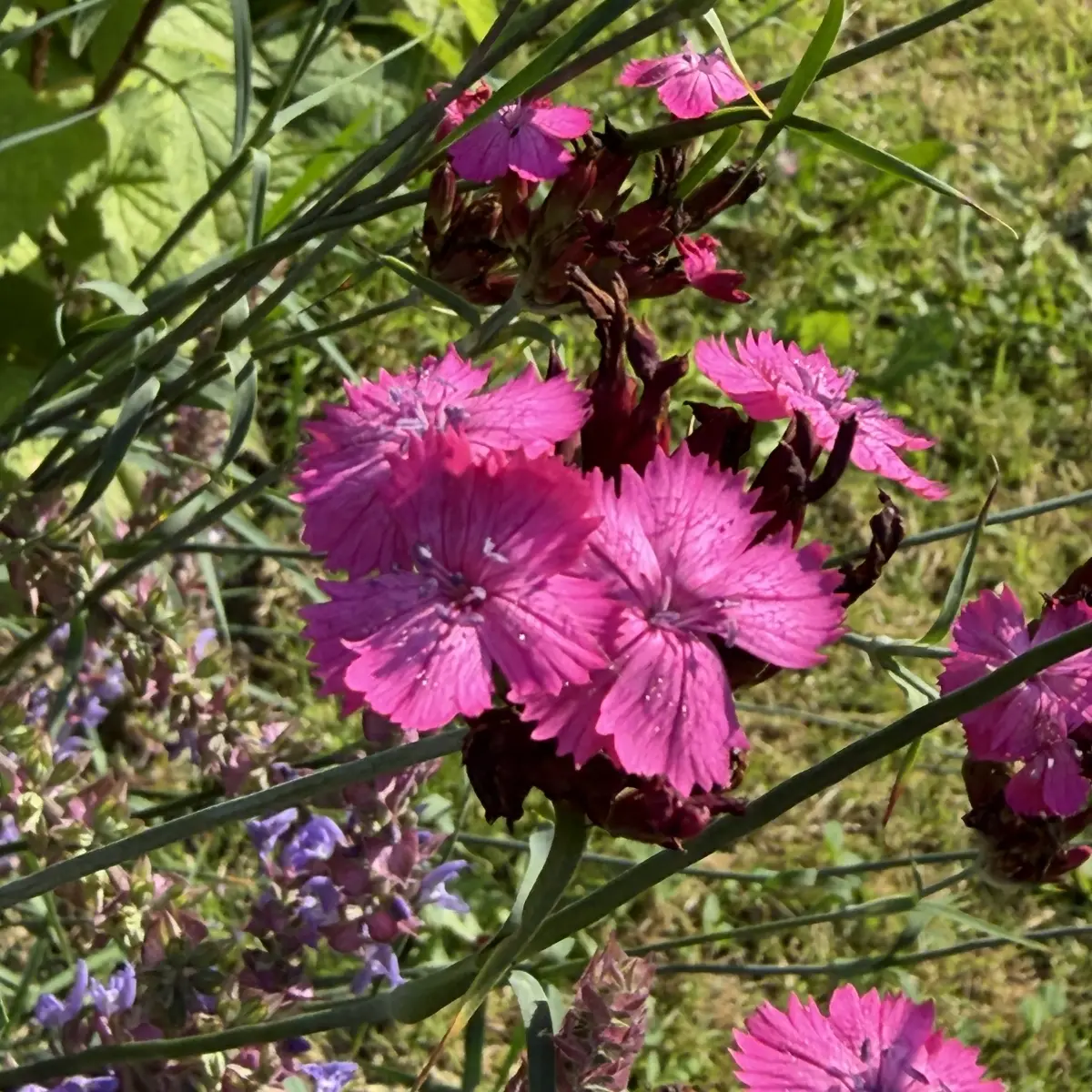 Dianthus giganteus (Anjer), paarsrood bloeiend