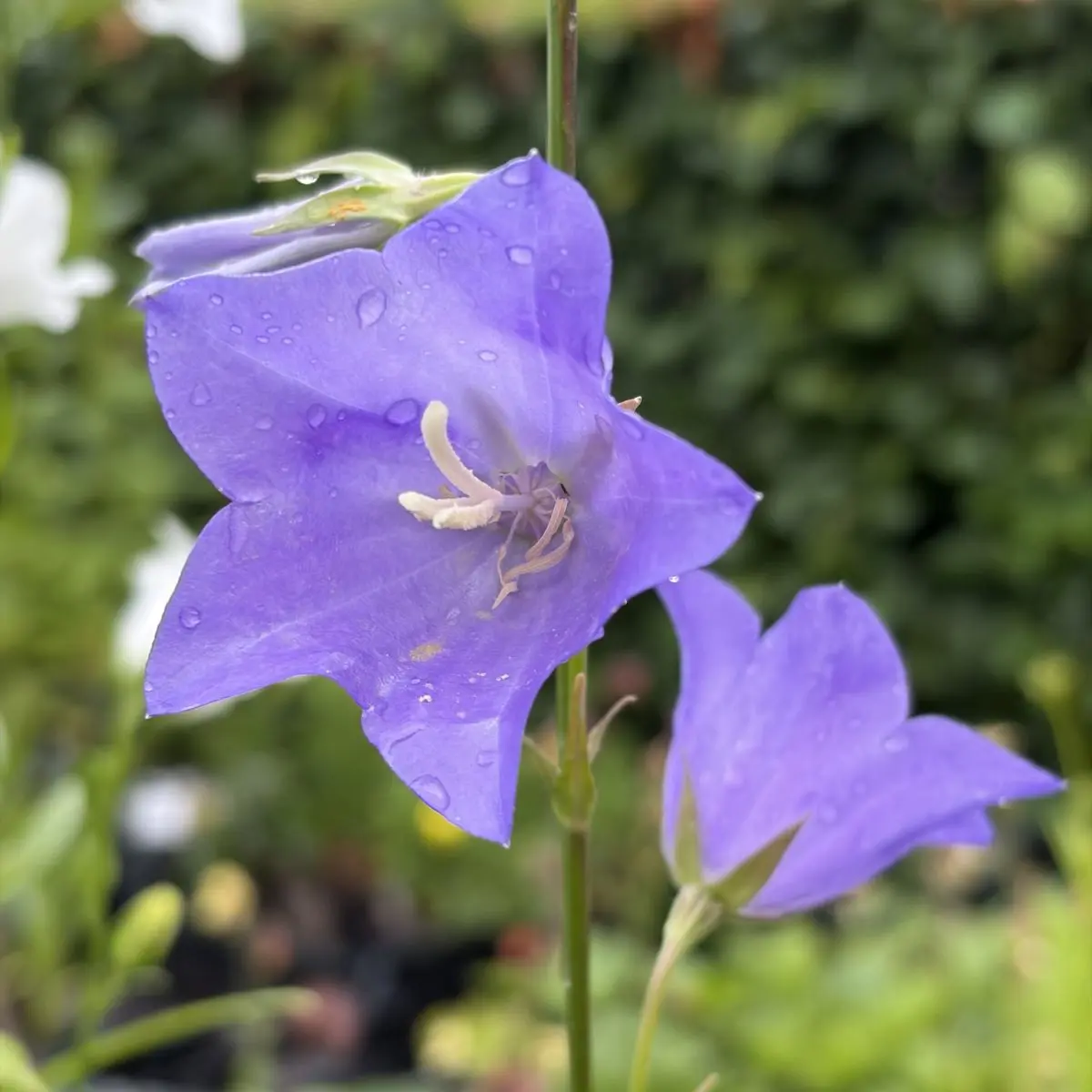 Campanula persicifolia ‘Coerulea’ (Prachtklokje), blauw bloeiend