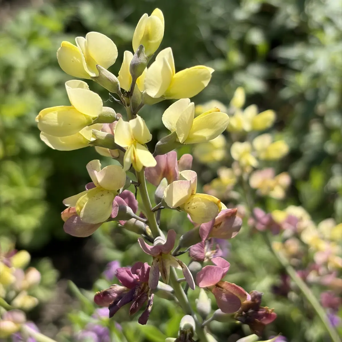 Baptisia ‘Pink Lemonade’ (Valse Indigo), zachtgeel en roze bloeiend