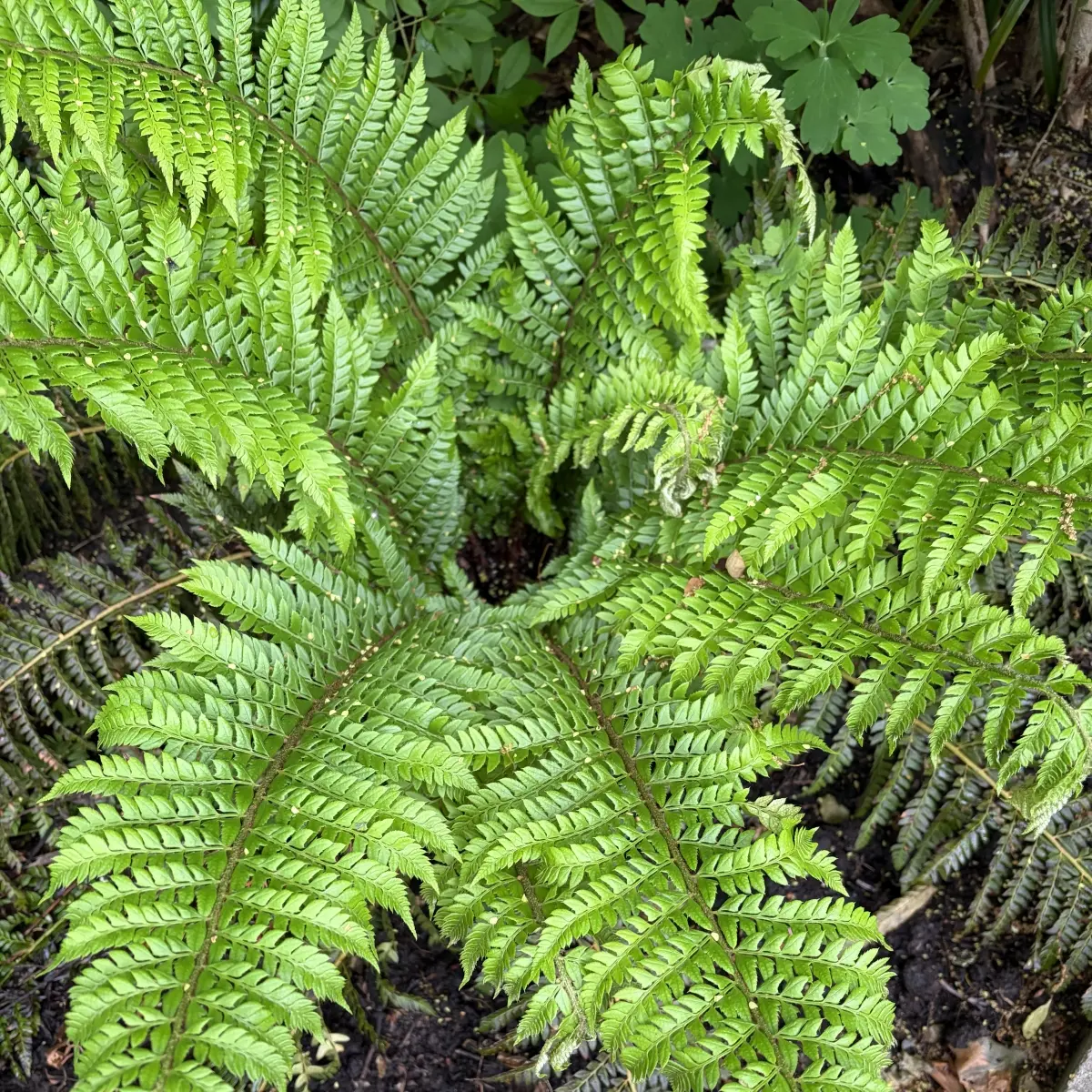 Polystichum setiferum, groen bloeiend