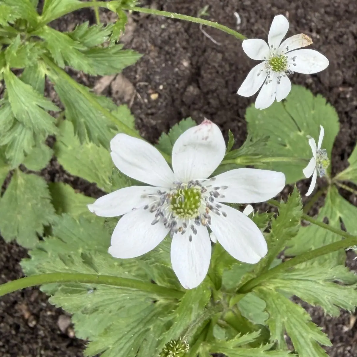 Anemone tetrasepala (Anemoon), wit bloeiend