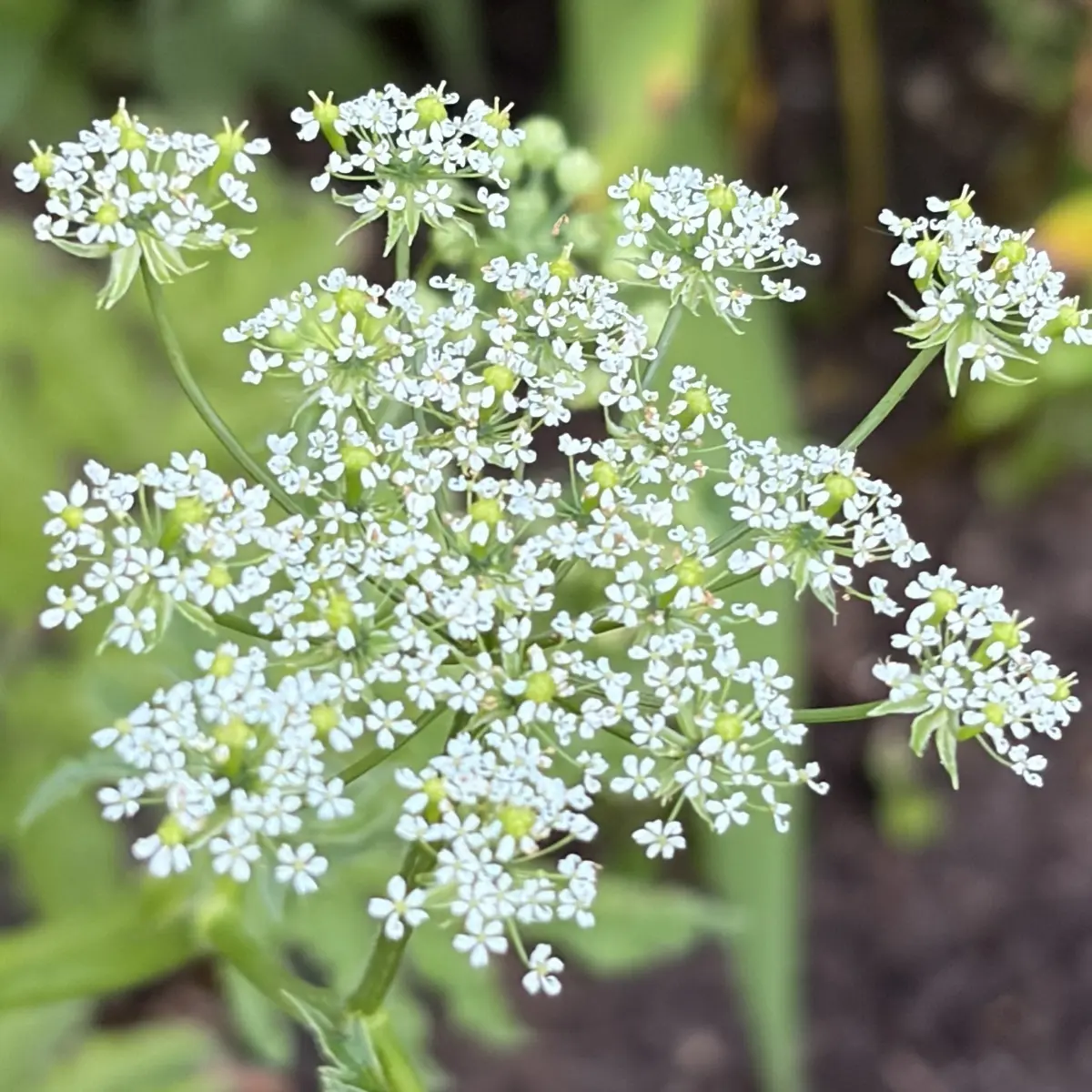 Chaerophyllum azoricum (Ribzaad), wit bloeiend