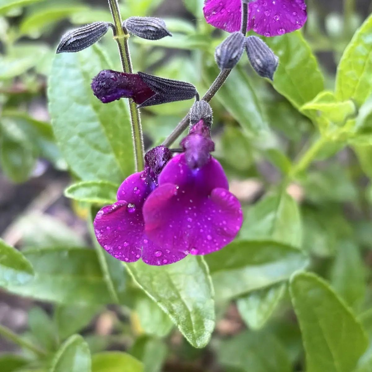 Salvia ‘Zwartknop’ (Salie), bietenrood-paars bloeiend