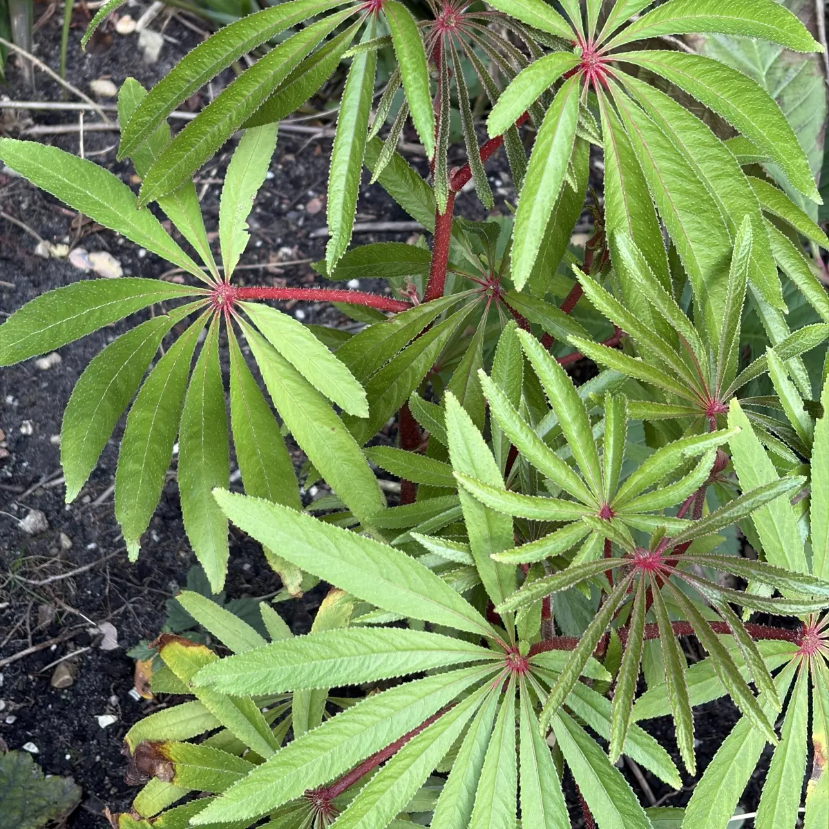 Begonia luxurians (Begonia), wit bloeiend