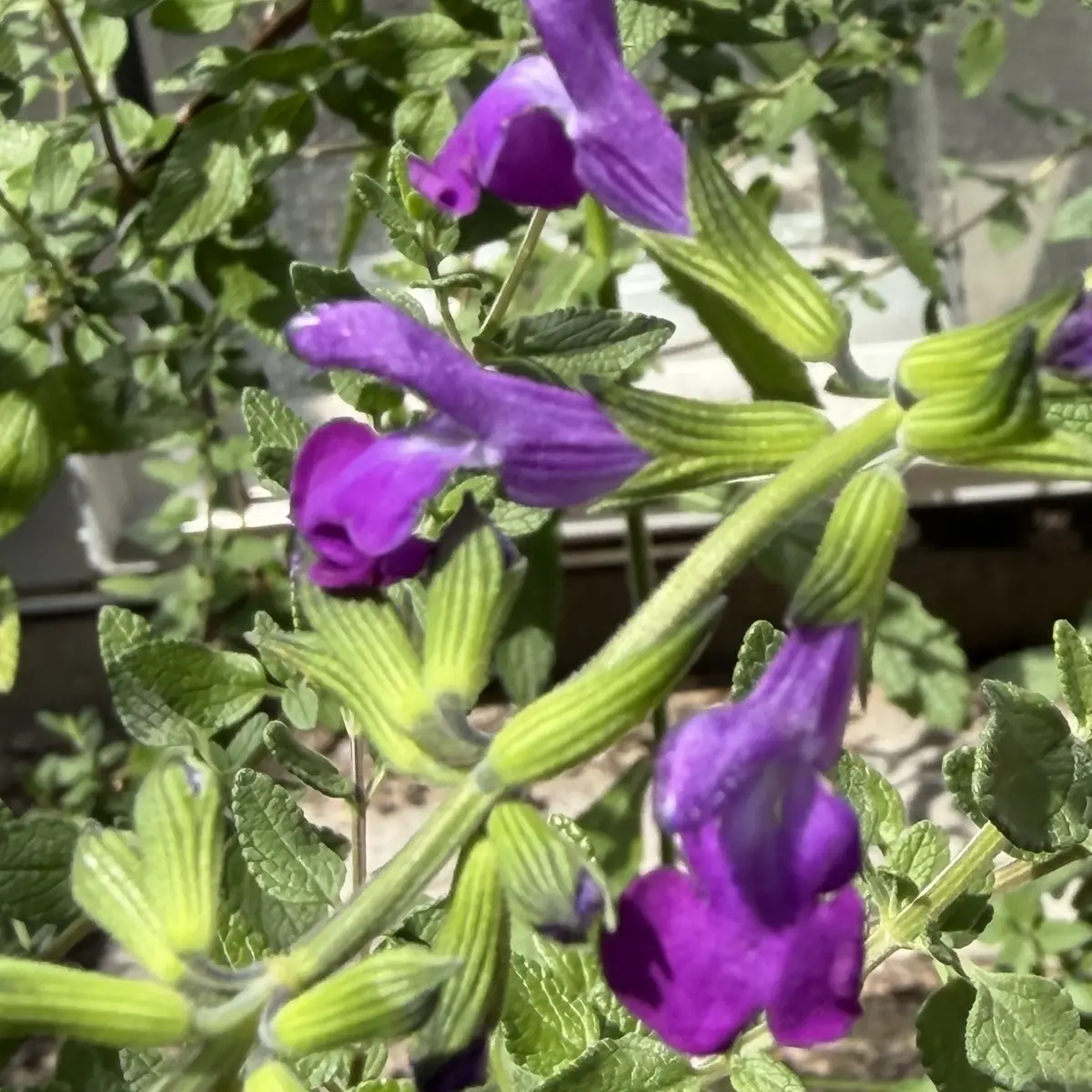 Salvia ‘Christine Yeo’ (Salie), violetpaars bloeiend