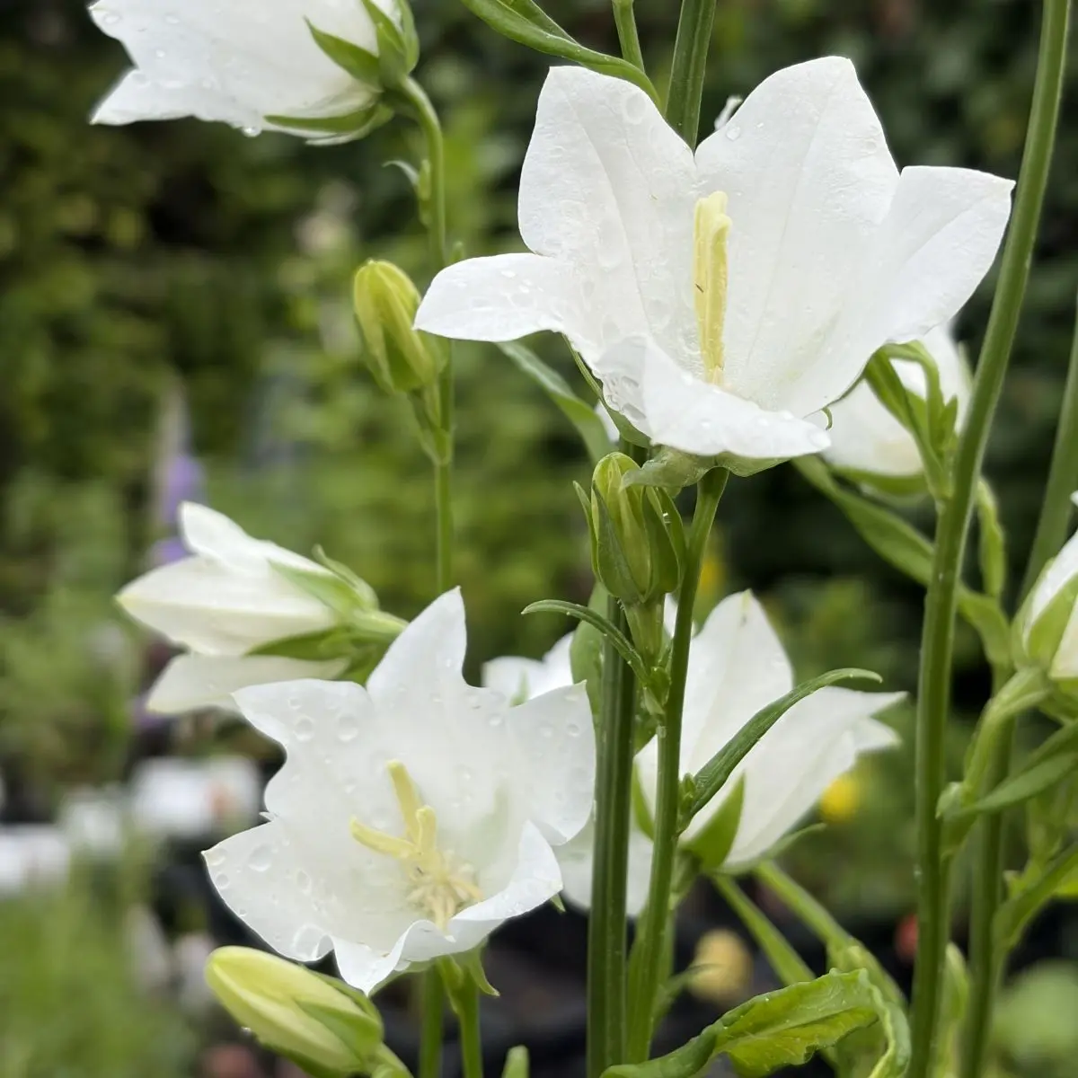 Campanula persicifolia ‘Alba’ (Prachtklokje), wit bloeiend