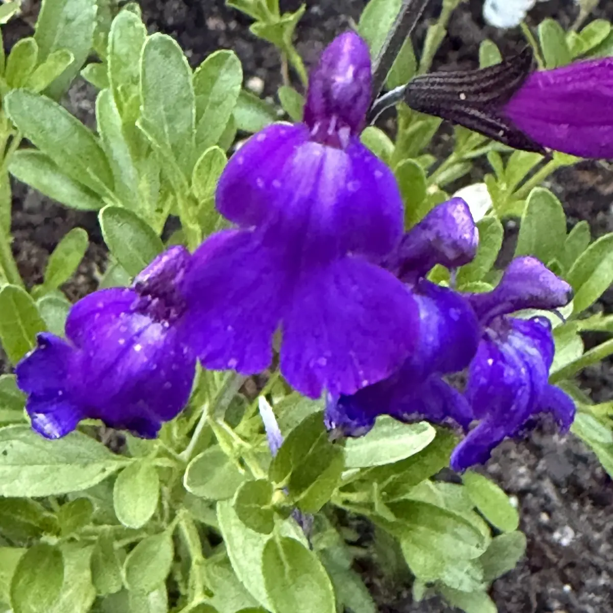 Salvia greggii ‘Mirage Deep Purple’ (Salie), paars bloeiend