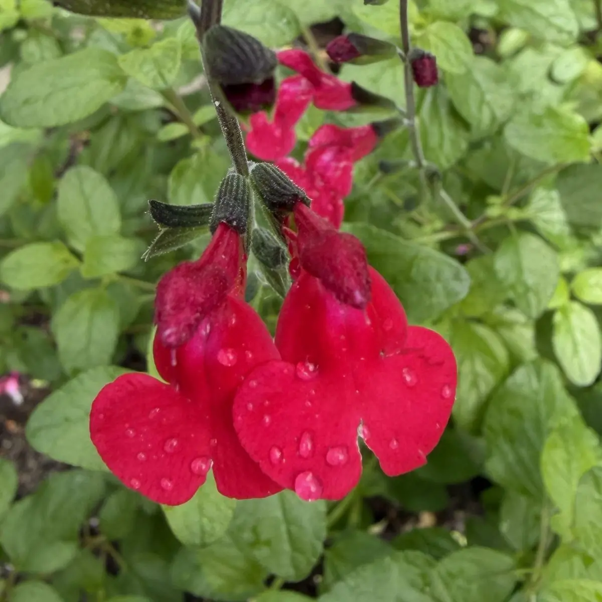 Salvia KT Frambozen (Salie), frambozen rood bloeiend