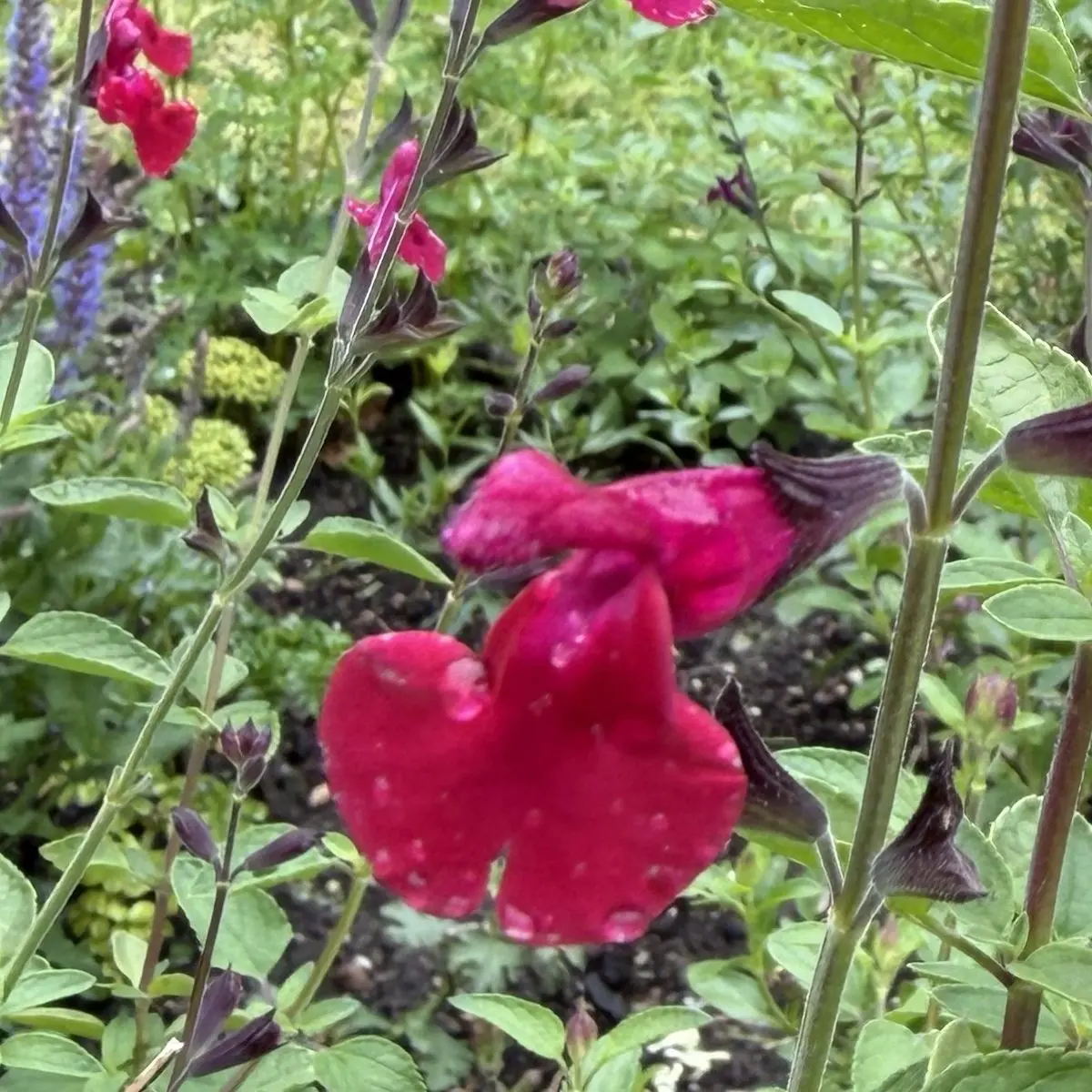 Salvia KT Magenta, magenta bloeiend
