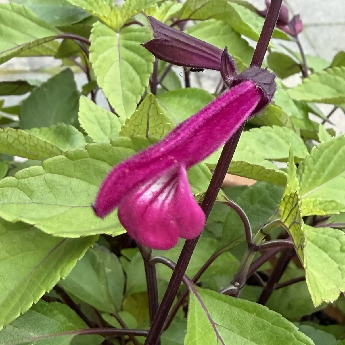 Salvia ‘Love and Wishes’, magentapaars bloeiend