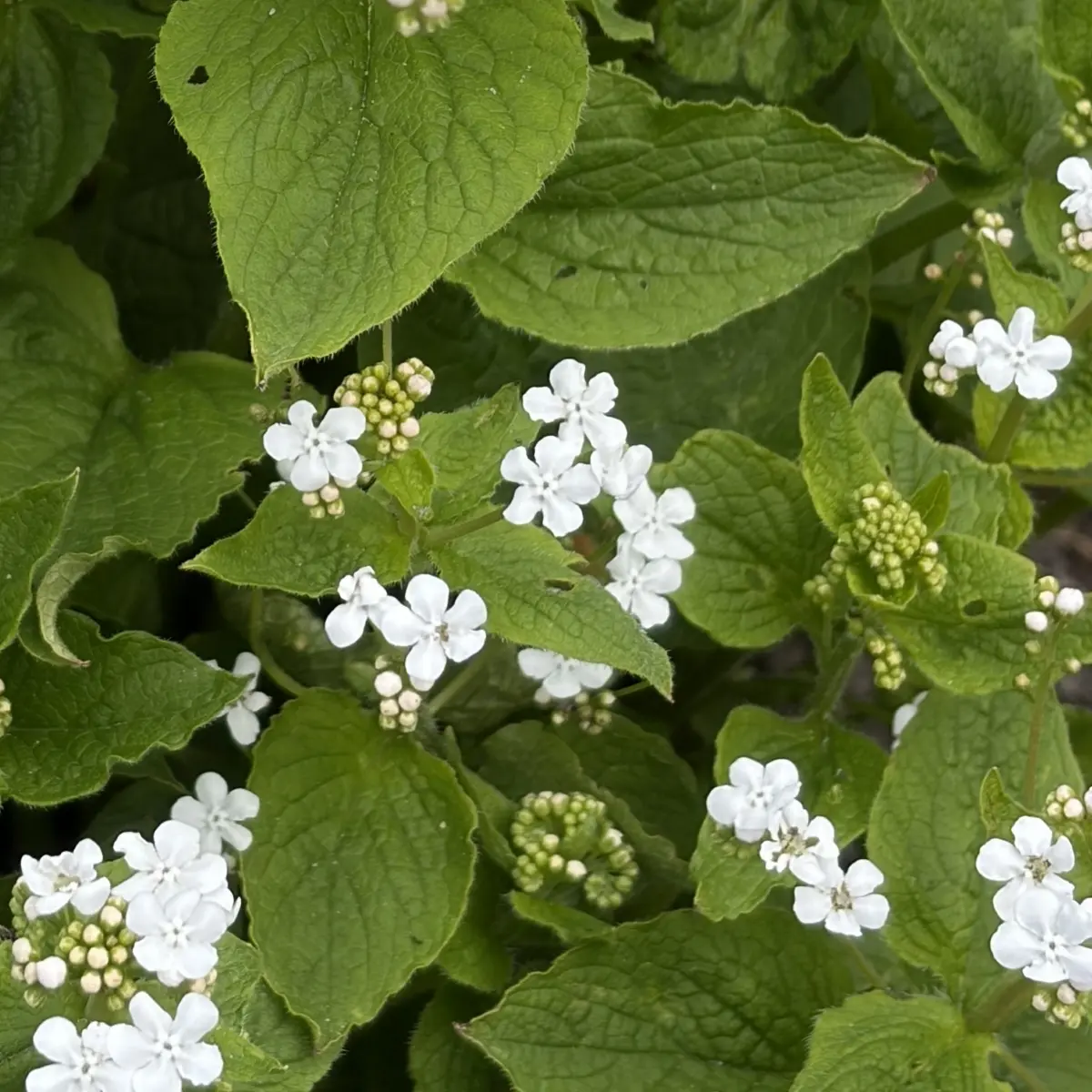Brunnera macrophylla ‘Betty Bowring’ (Kaukasisch vergeet mij nietje), wit bloeiend