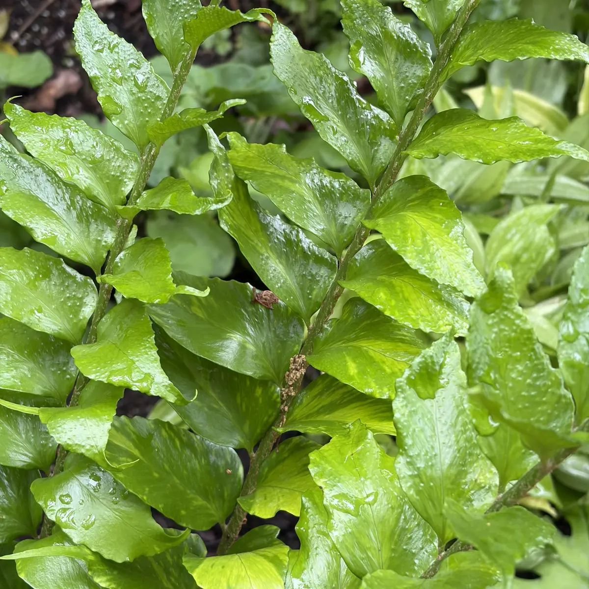 Cyrtomium falcatum (IJzervaren), geen bloeiend