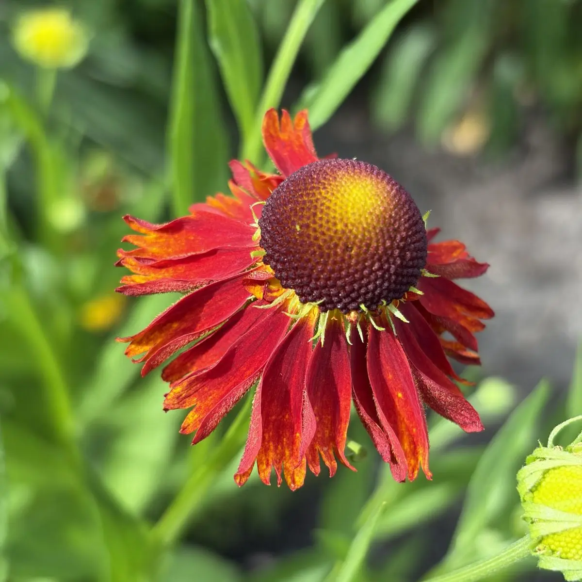 Helenium ‘Moerheim Beauty’ (Zonnekruid), rood bloeiend